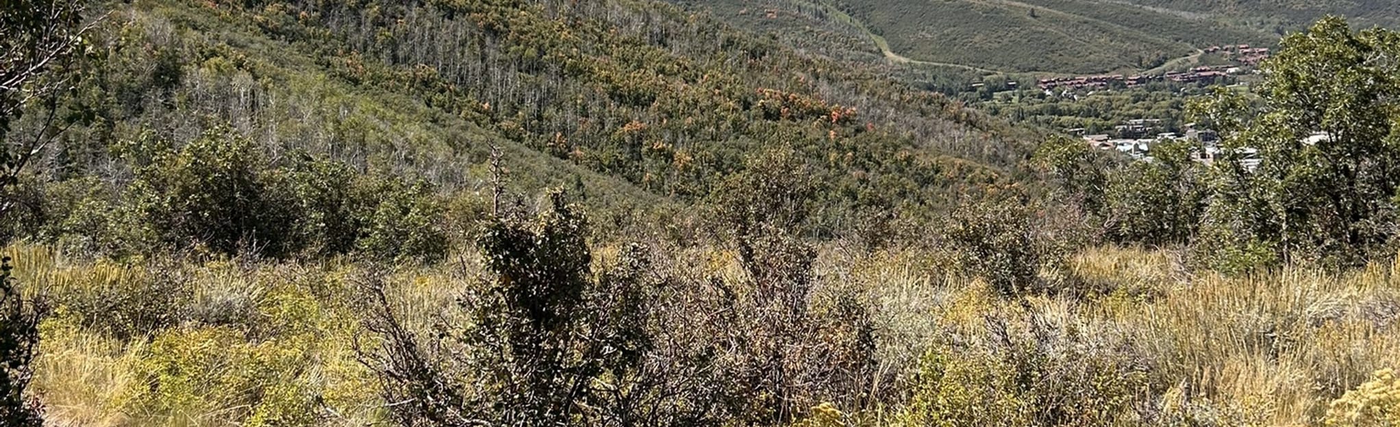 Gambel Oak Loop, Utah 702 Reviews, Map AllTrails