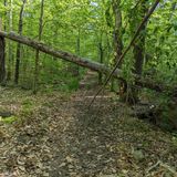 Tobyhanna Range Trail, Pennsylvania - 25 Reviews, Map | AllTrails