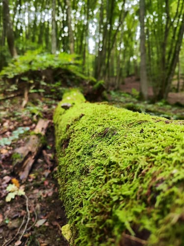 Pyrmonter Felsensteig (Traumpfad)