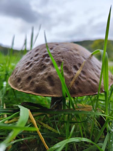 Pyrmonter Felsensteig (Traumpfad)