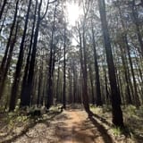 Mount Beenak Loop, Victoria, Australia 52 Reviews, Map AllTrails