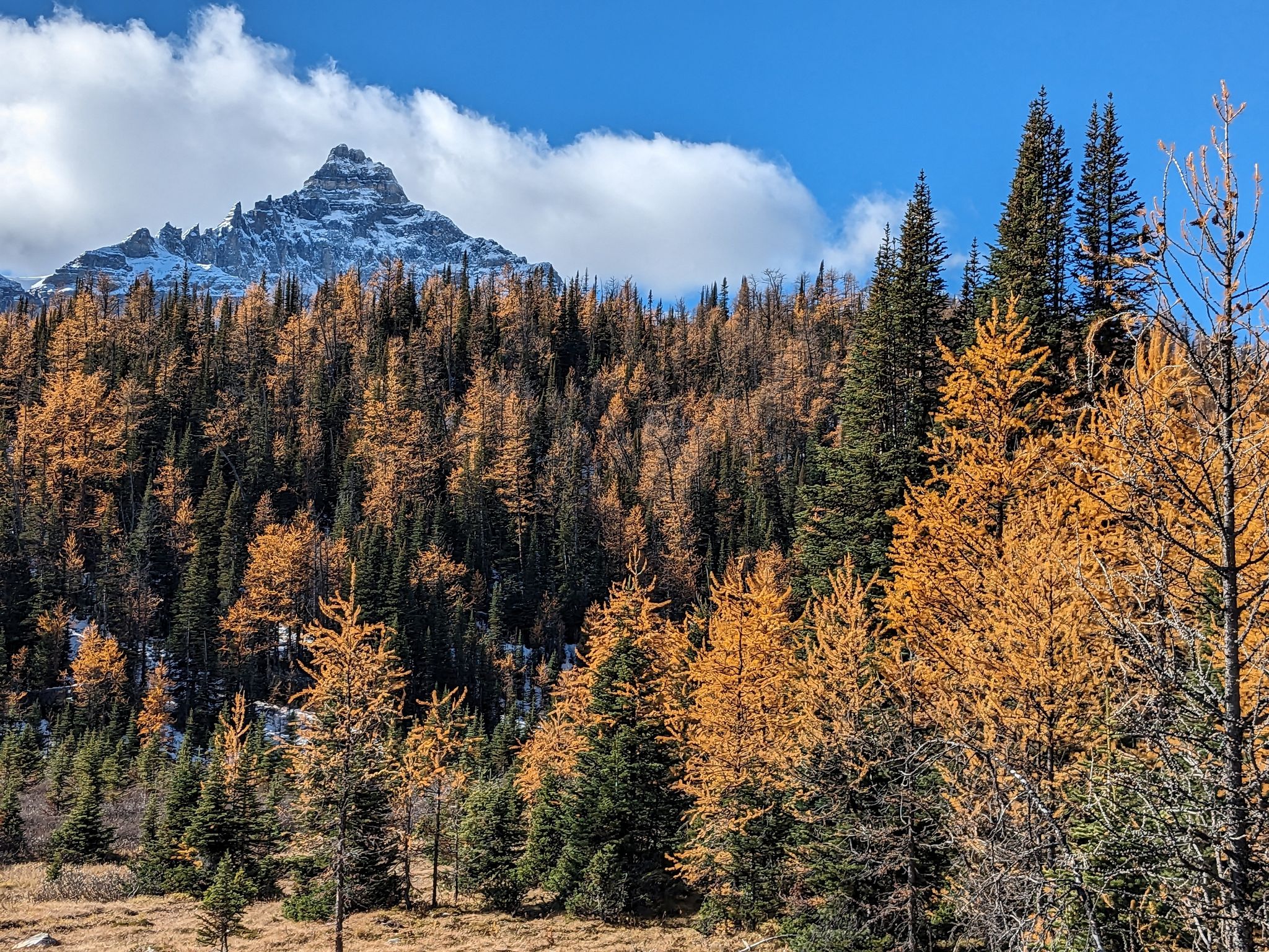 Sentinel Pass: 5.677 Fotos - Alberta, Canadá