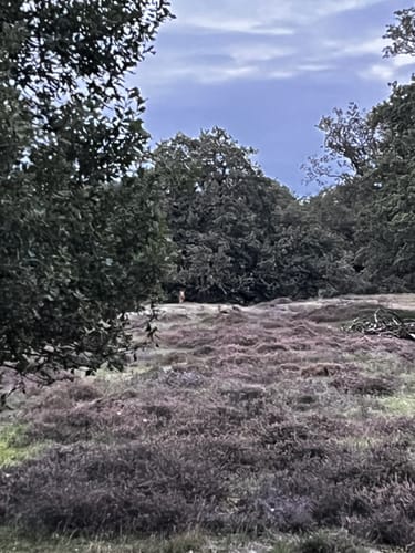 Naturschutzgebiet Borkener Paradies