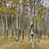 Rampart Reservoir via Rainbow Gulch Trail, Colorado - 2,191 Reviews ...