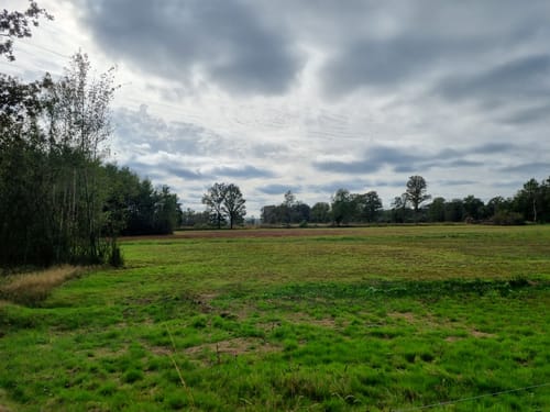 Aamsveen Gele Wandelroute
