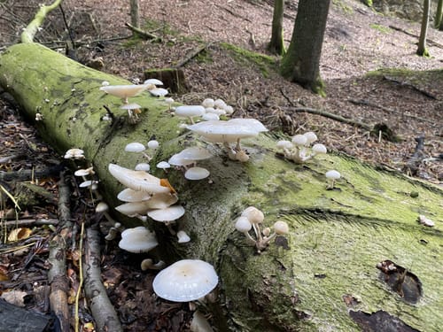 Holperdorper (Teutoschleife)