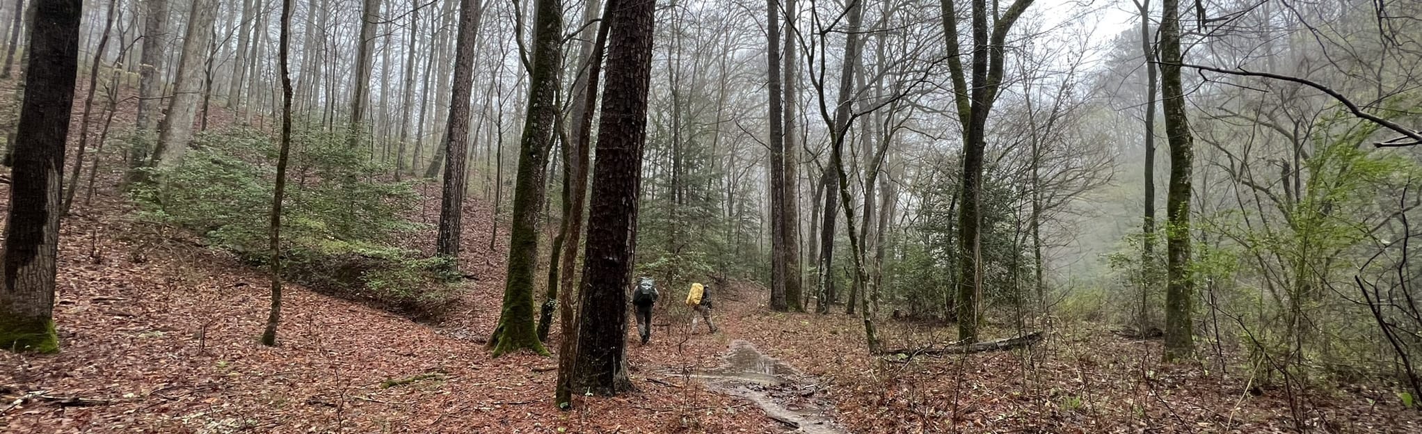 Thompson Creek Trail and Sipsey River Trail, Alabama 45 Reviews, Map