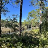 Fontainebleau Nature Trail, Mississippi - 378 Reviews, Map | AllTrails