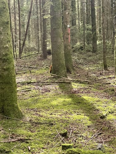 Balzer Herrgott-Runde