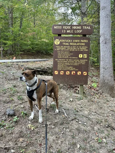 Best Hikes and Trails in Jenny Wiley State Resort Park | AllTrails