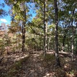 Scotts Gap Loop Trail, Kentucky - 913 Reviews, Map | AllTrails