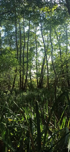 Wanderlehrpfad um den Wernsdorfer See