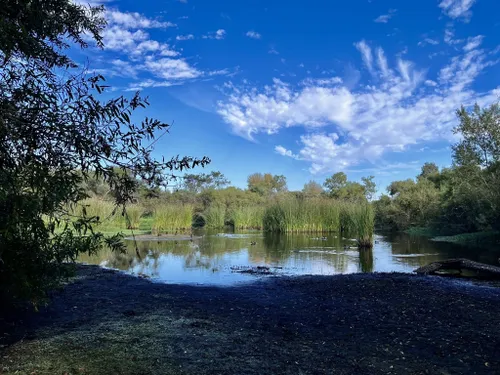 Friends of Madrona Trails