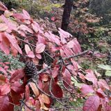 Mount Noble Lookout Tower Hike