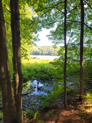 Yankee Springs RA: Hall Lake Trail