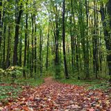 Jordan Valley Pathway, Michigan - 642 Reviews, Map | AllTrails