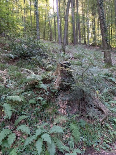 Hasenberg Runde