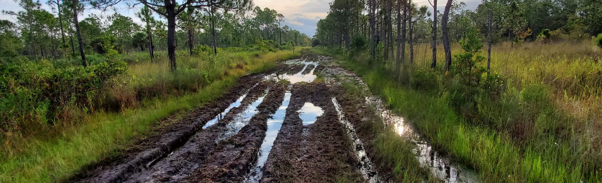 Sebastian River Preserve Red Perimeter Trail: 57 foto - Florida | AllTrails
