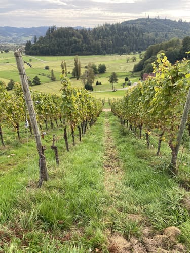 Ortenauer Weinpfad Etappe 7: Gengenbach - Diersburg