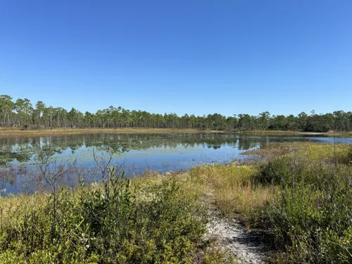 10 Best Hikes and Trails in Croatan National Forest | AllTrails