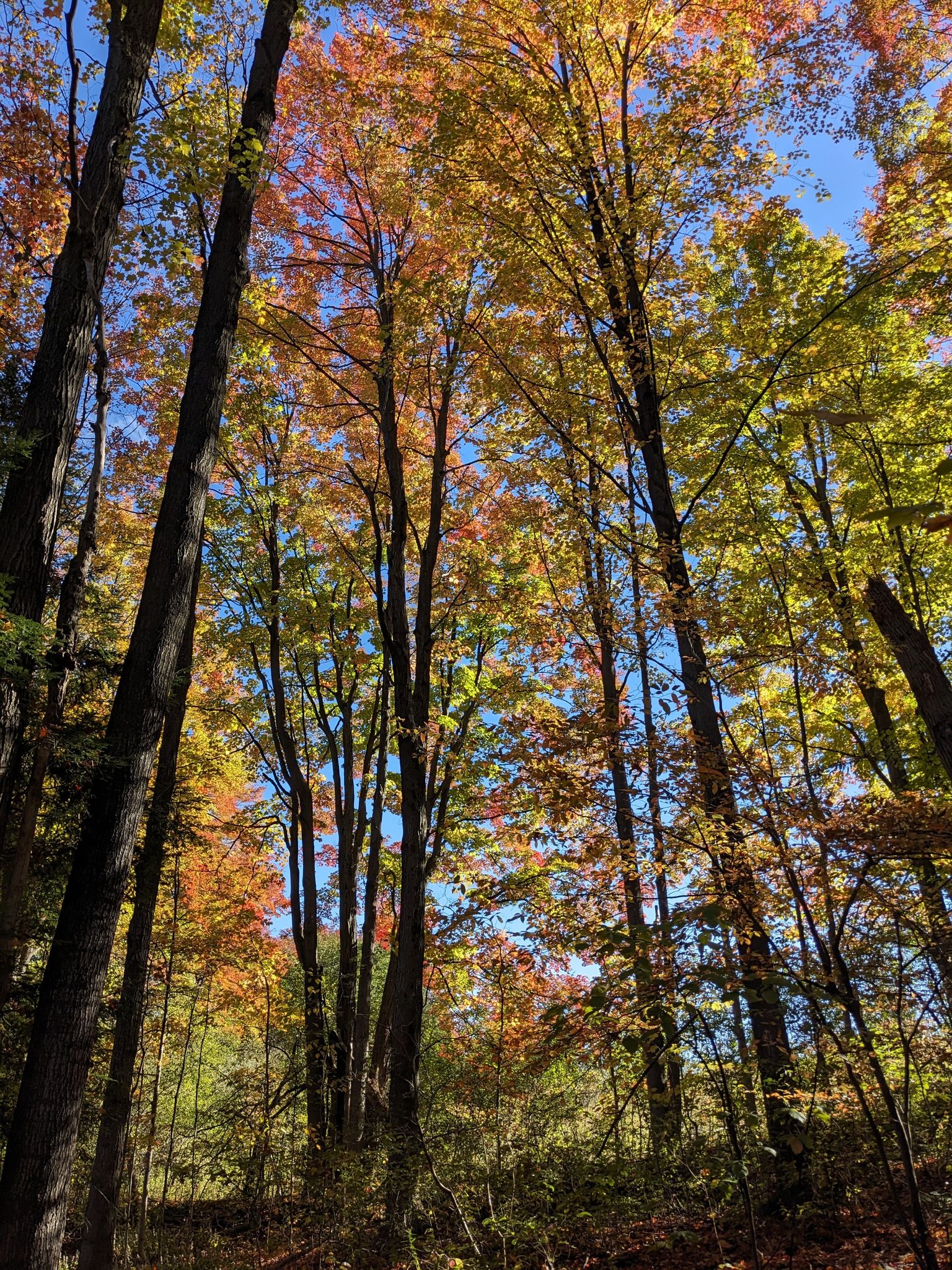 Photos of Aurora Community Arboretum, Ontario, Canada trails | AllTrails