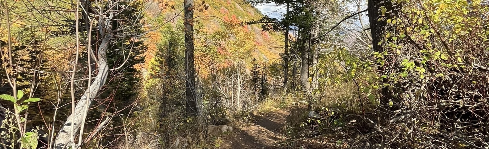 North Fork Park Trail, Utah 312 Reviews, Map AllTrails