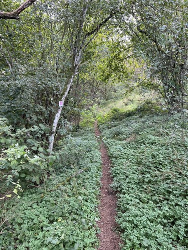 Wasser Dichter Spuren (Traumschleife )