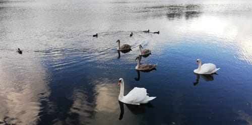 Rundwanderung Werbellinkanal - Rosenbecker See