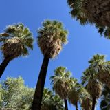 Palm Canyon Trail, California - 1,150 Reviews, Map | AllTrails