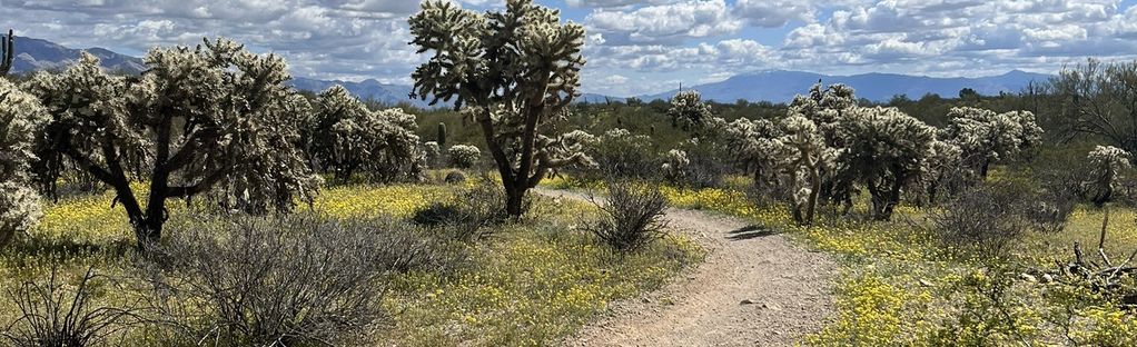 Desperado en Arizona 🏜️ 