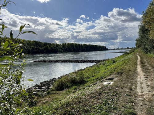Zwischen dem Angelhofer Altrhein und dem Rhein