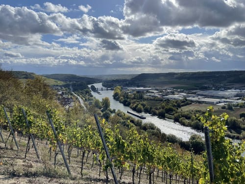 Weinberge bei Randersacker