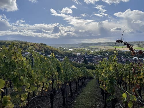 Weinberge bei Randersacker