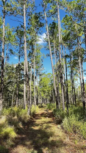 Best Hikes and Trails in Moody Forest Natural Area | AllTrails