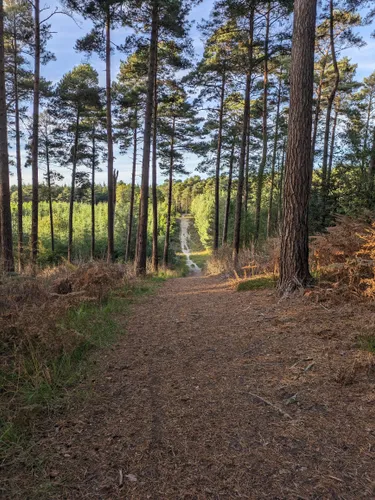 2023 Best Bird Watching Trails in Swinley Forest | AllTrails