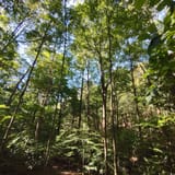 Scotts Gap Loop Trail, Kentucky - 913 Reviews, Map | AllTrails