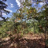 Scotts Gap Loop Trail, Kentucky - 913 Reviews, Map | AllTrails