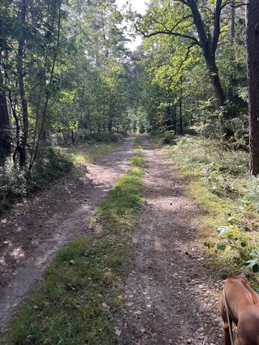 Heidschnuckenweg Etappe 7: Soltau - Wietzendorf
