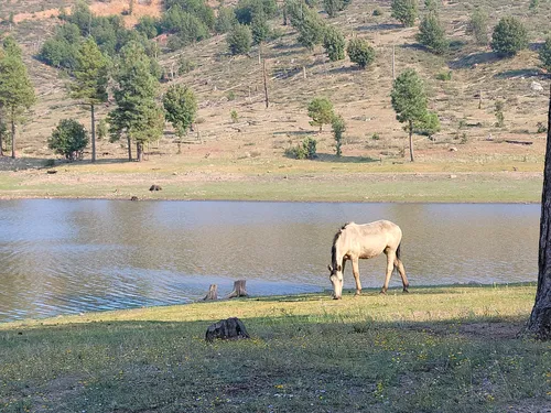 Best Lake Trails in Heber-Overgaard | AllTrails