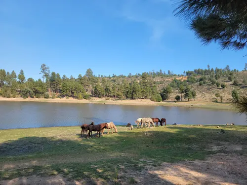 Best Lake Trails in Heber-Overgaard | AllTrails