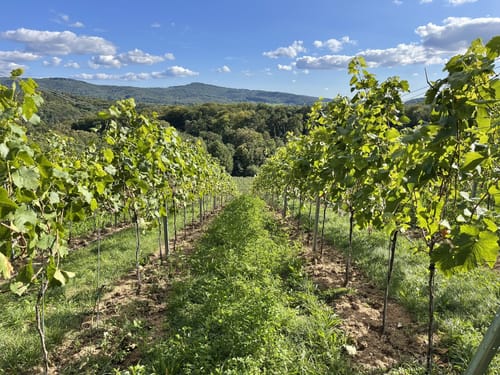 Auerbacher Schlossweg