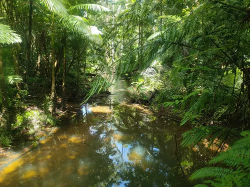 Best 10 Hiking Trails in Djiru National Park AllTrails