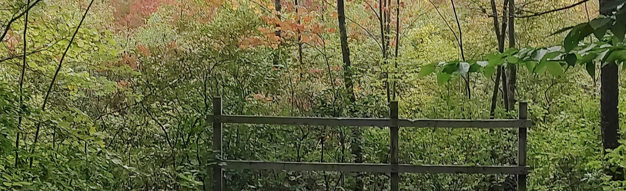 Barrington Town Forest, New Hampshire 85 Reviews, Map AllTrails