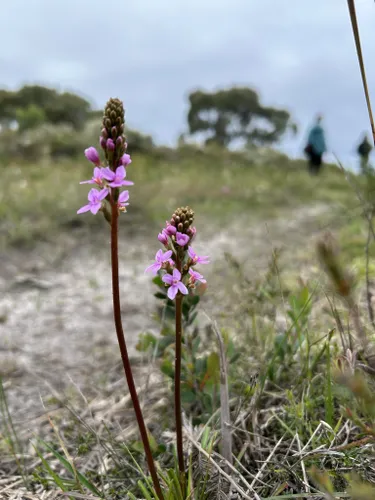 Best Moderate Trails In Kilcunda Harmers Haven Coastal Reserve