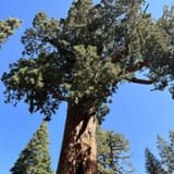 Grizzly Giant Loop Trail California 1 826 Reviews Map AllTrails