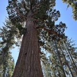 Grizzly giant shop loop trail