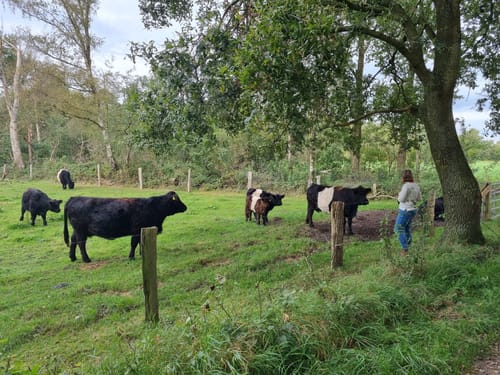 Aamsveen Gele Wandelroute