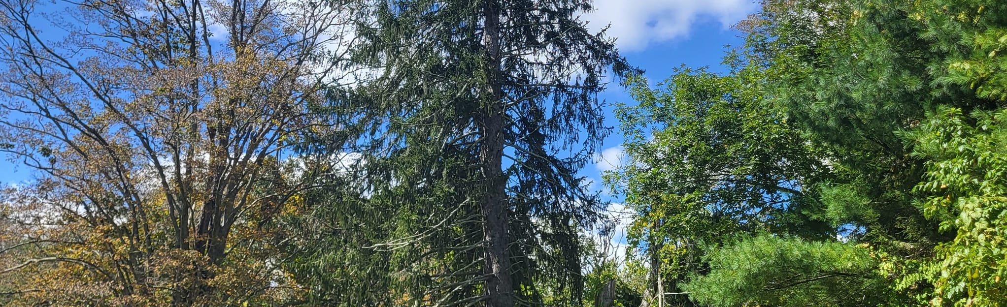 Chatfield Trail Loop, Connecticut 530 Reviews, Map AllTrails