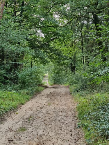 TERRA.track: Ruller Bruch