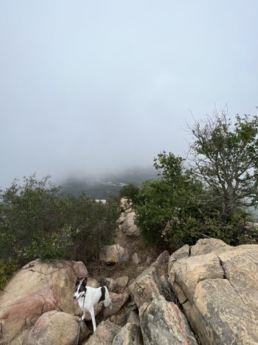 Stanley Peak via Sage Trail , California - 420 Reviews, Map